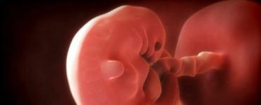 Эмбриональное и постэмбриональное развитие