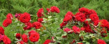 Уход за розами и многолетниками осенью, подготовка к зиме Подкормка и обрезка роз осенью